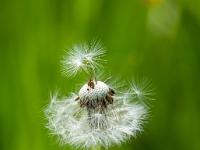 Pusteblume vom Wind halb weggeblasen